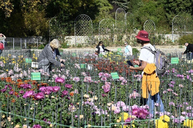 Бал хризантем в Никитском ботсаду откроется 28 октября