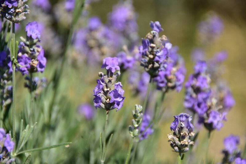 Как в Крыму убирают лаванду - фото