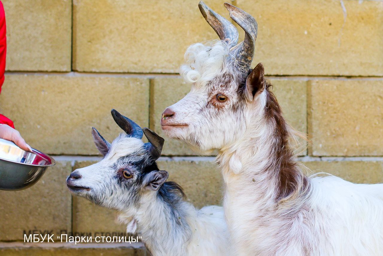 В зооуголке Симферополя появились винторогие козы Фрида и Гоген
