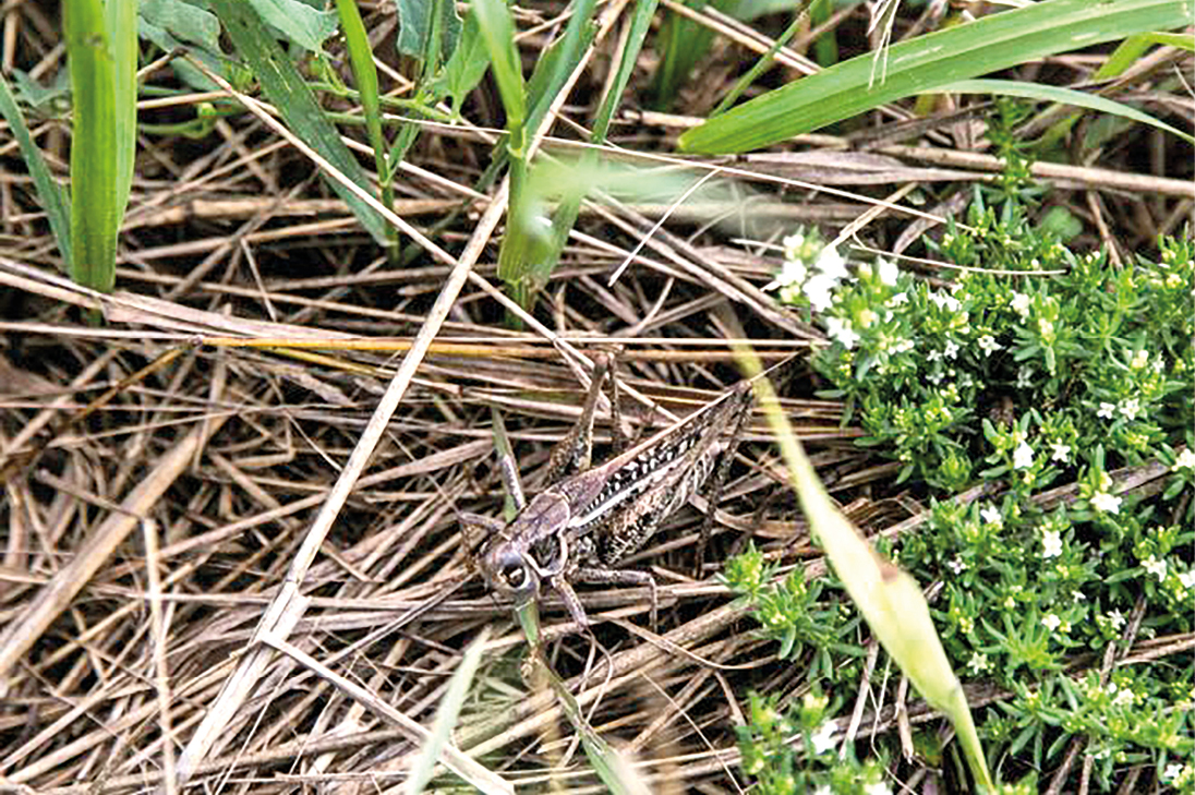 Угрожает ли Крыму нашествие саранчи?