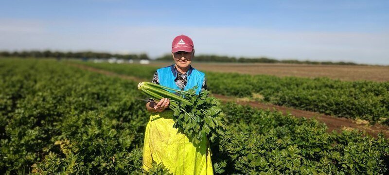 На крымских полях идёт уборка овощей