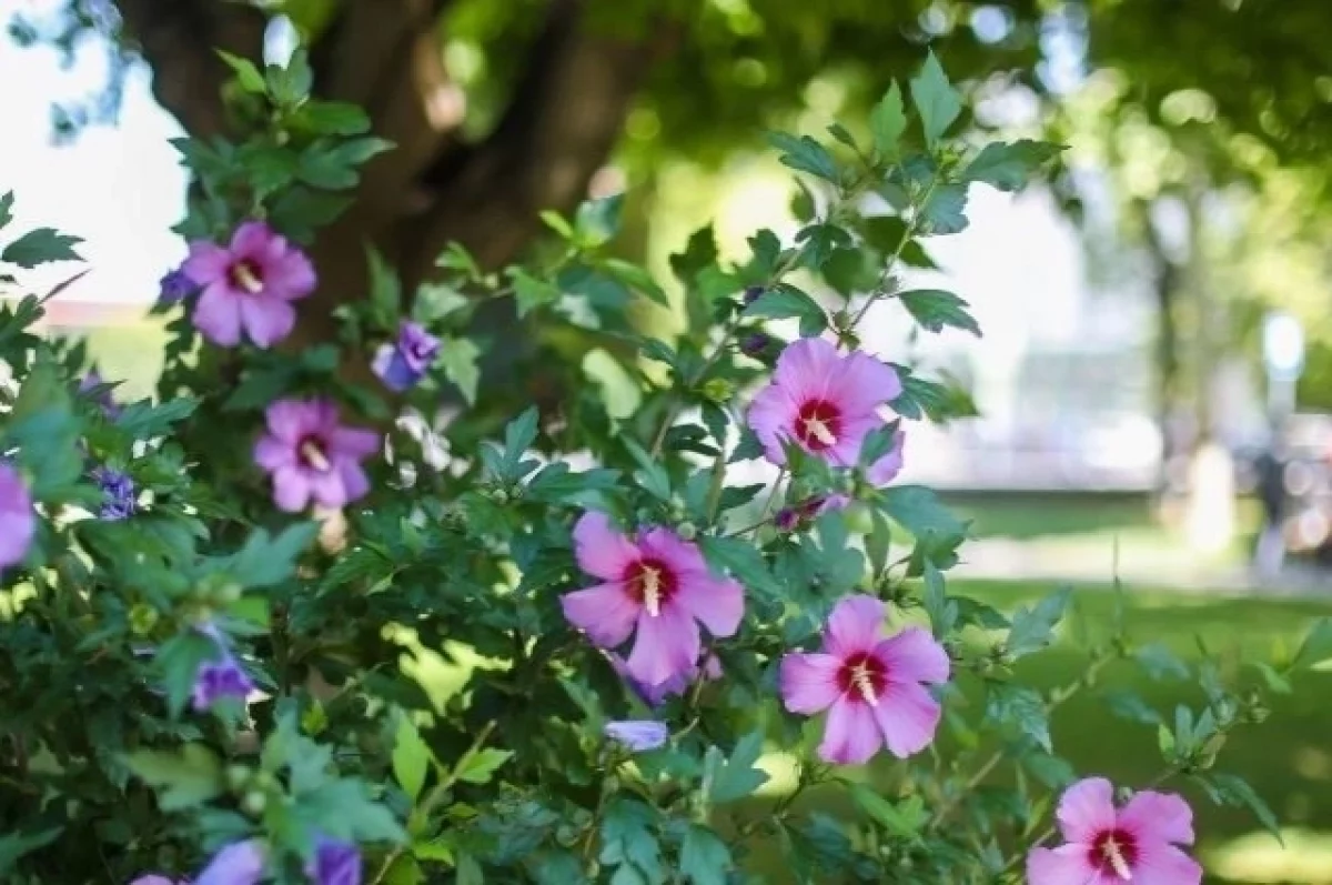 В Симферополе расцвёл сирийский гибискус