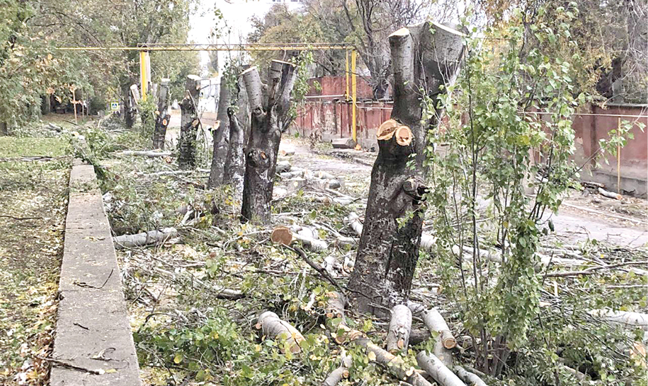 Конфликт вокруг Морского сада: горожане Феодосии требуют остановить вырубку деревьев в парке