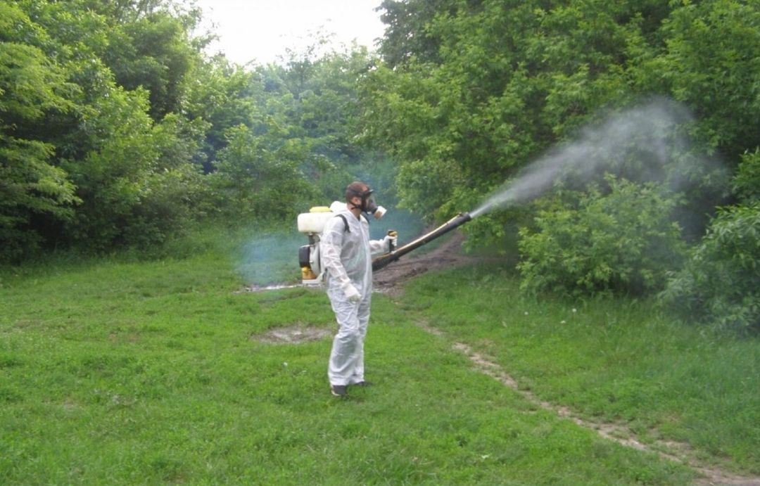 Парки Керчи обработают от мраморного клопа