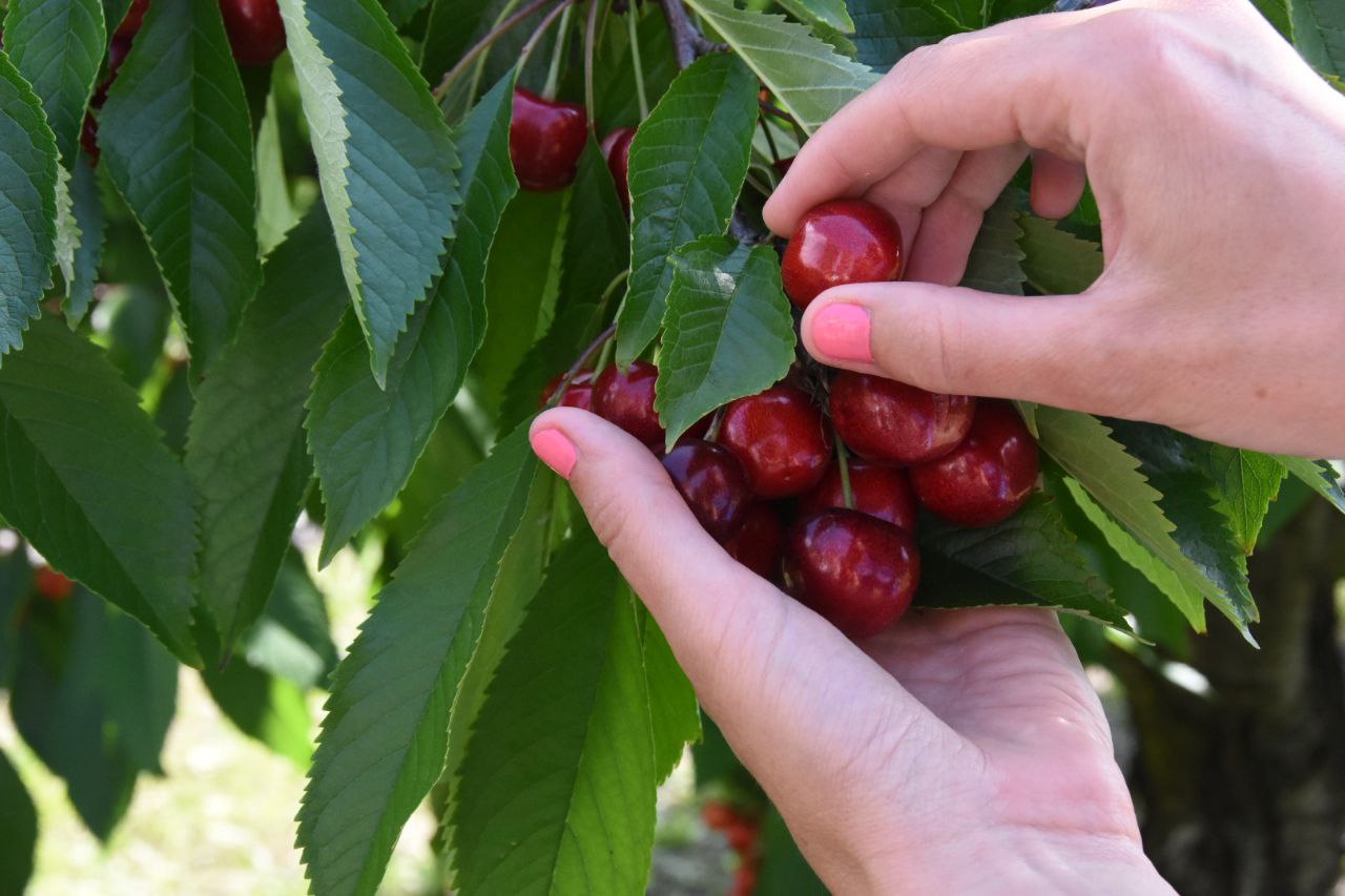 Кратюк: Крым не останется без урожая черешни и сливы