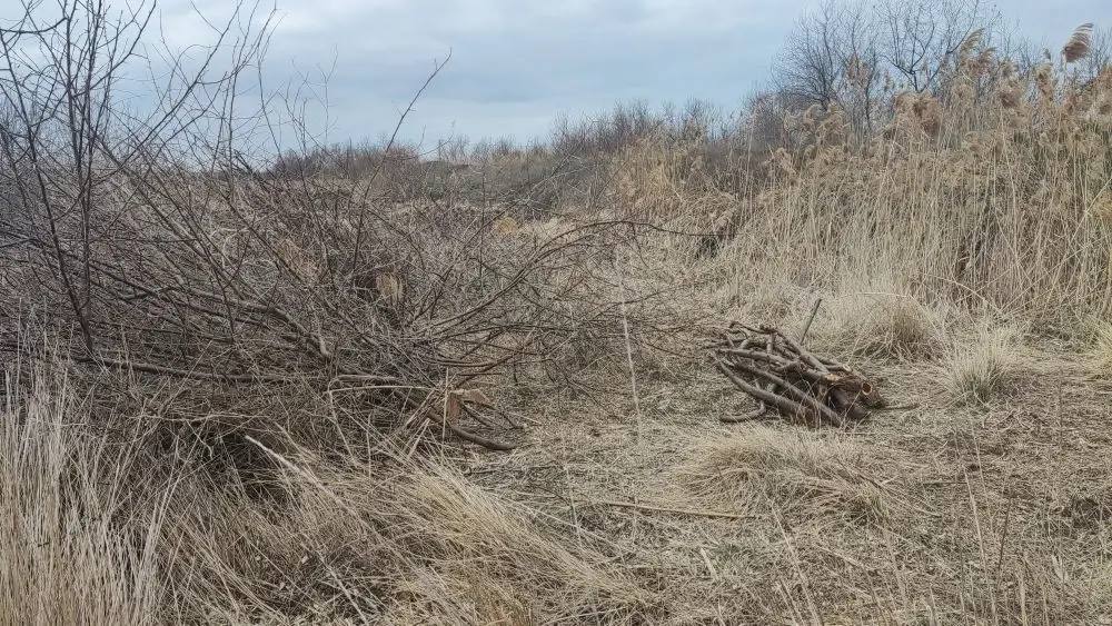 Крымчанин заплатит 100 000 рублей штрафа за незаконную вырубку деревьев