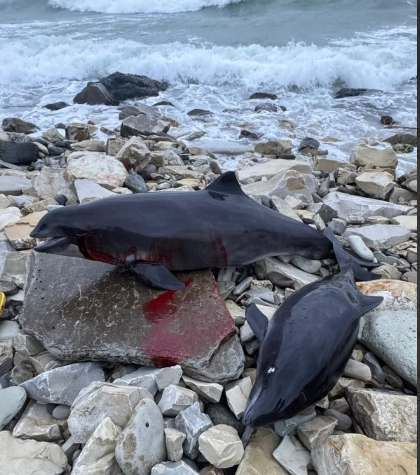 В Чёрном море произошёл массовый выброс дельфинов: причиной гибели 10 азовок может быть разлив мазута.