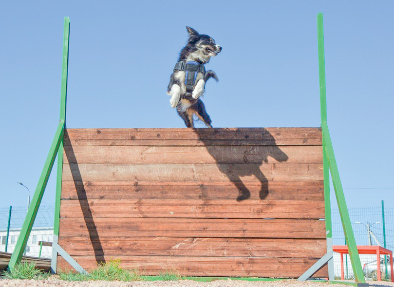 Выгул по ГОСТу: какими будут площадки для собак