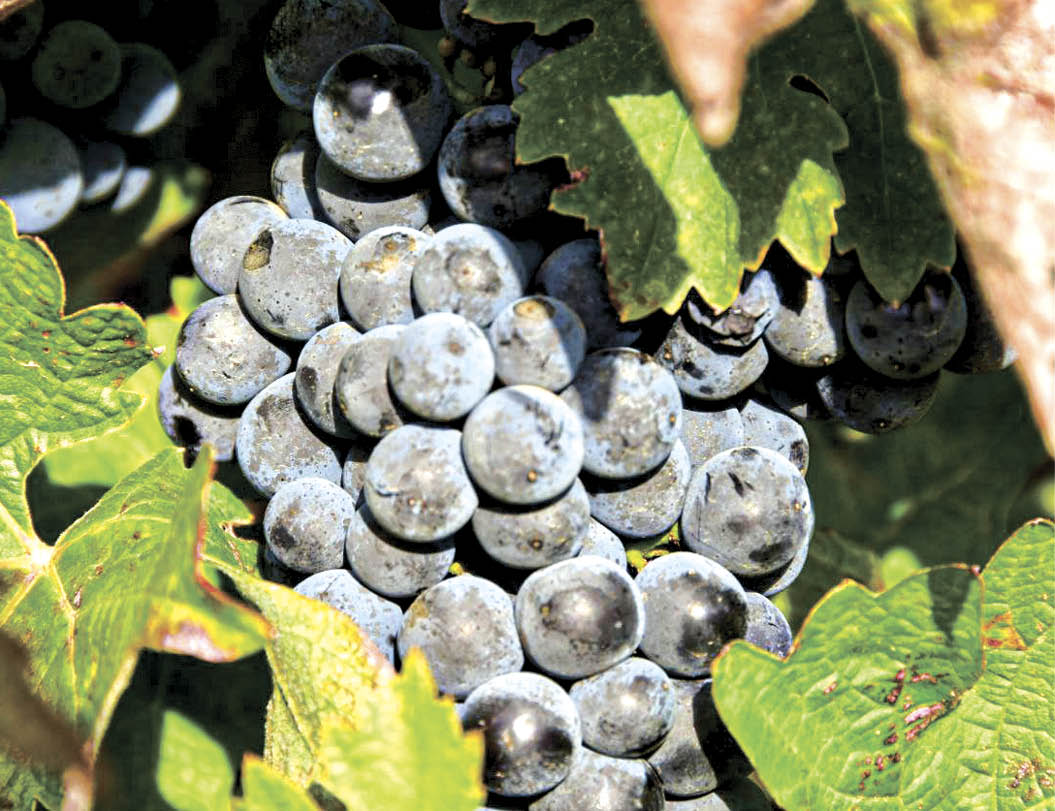 Более 28 тысяч гектаров виноградников зарегистрировано в Крыму и Севастополе