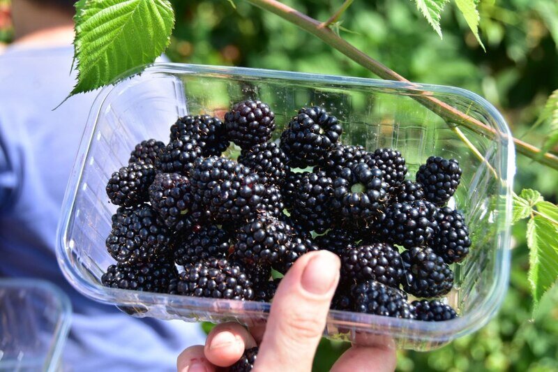 Сколько плодово-ягодной продукции собрали в Крыму - инфографика