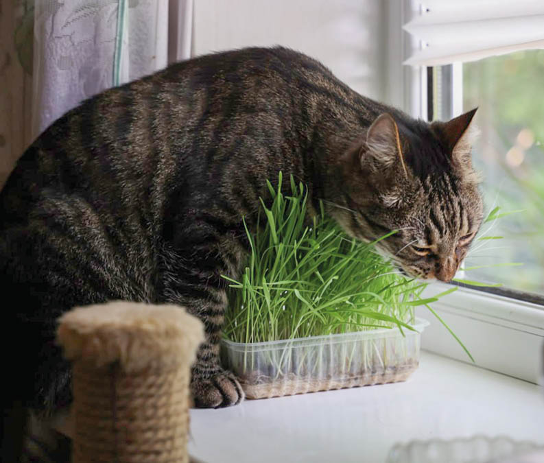 Как предотвратить отравление у домашних животных летом