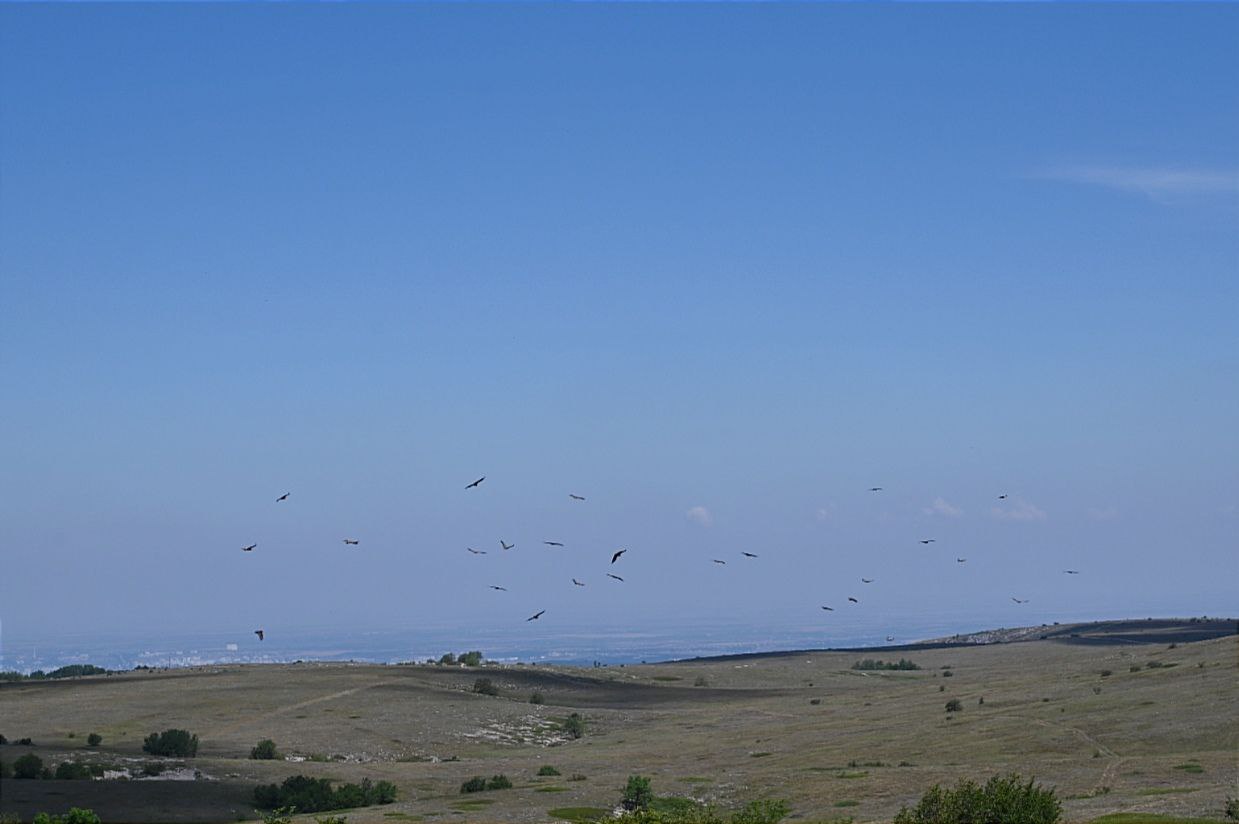 На плато горы Чатыр-Даг подкормили краснокнижных птиц 