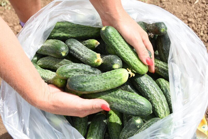 На ярмарках в Симферополе крымчане купили почти 40 тонн продуктов 