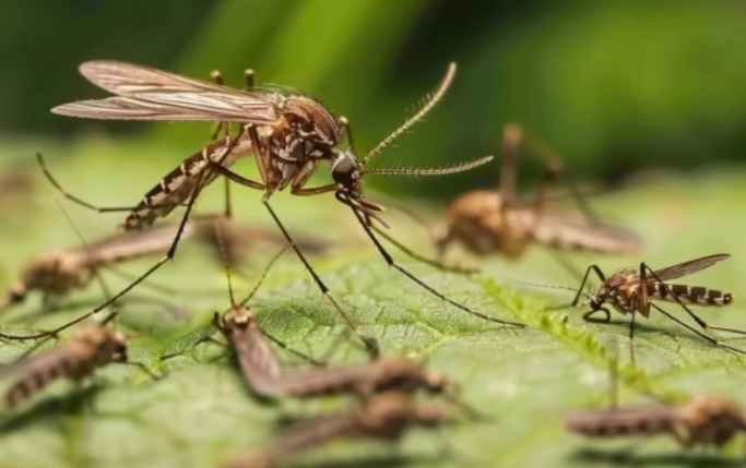 Зоолог рассказал, насколько опасны новые виды комаров, появившиеся в Крыму