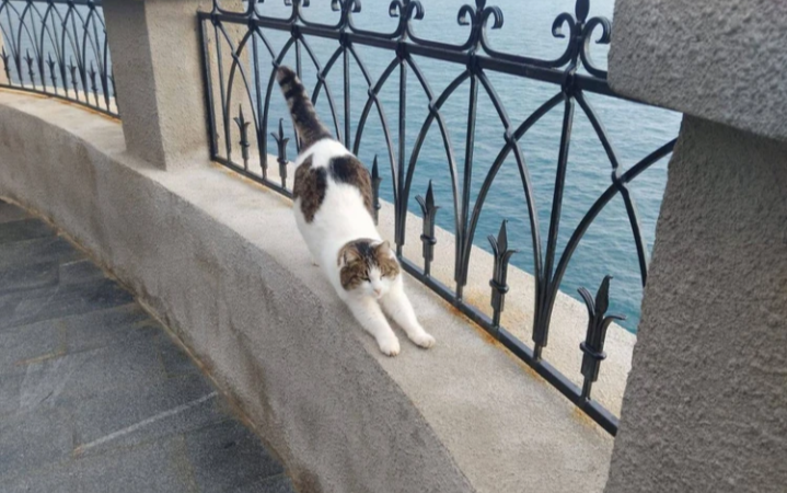 Кошка Муся стала лауреатом международной премии