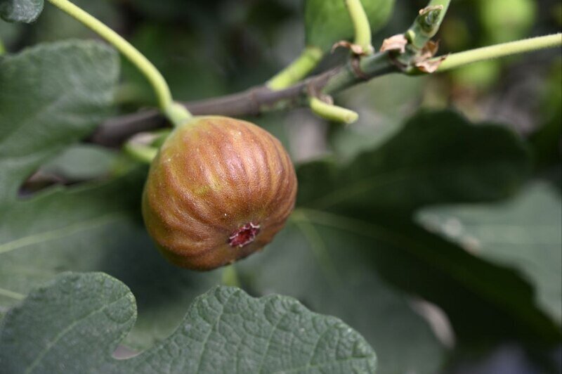 В Крыму приступили к сбору инжира