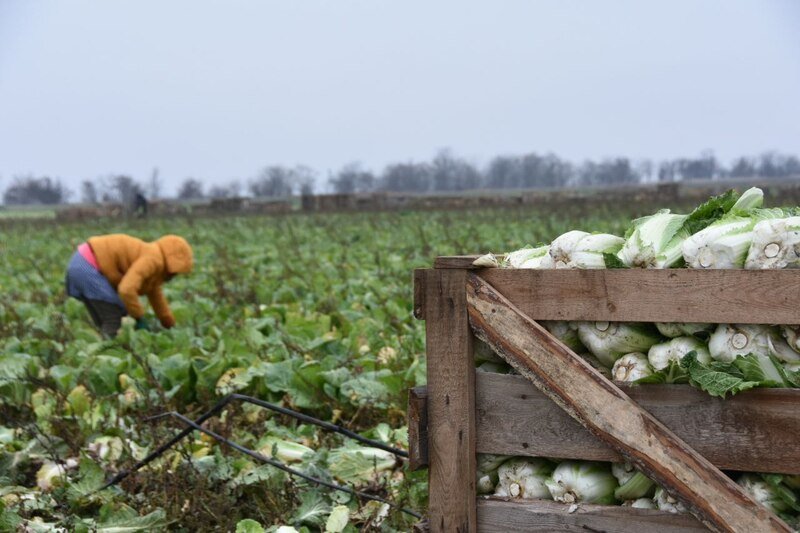 В Красногвардейском районе стартовала уборка пекинской капусты