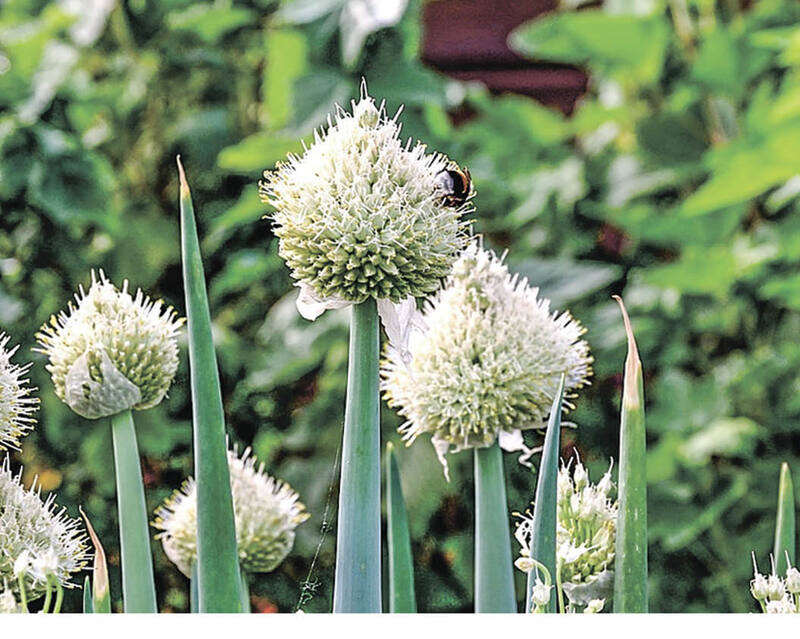 Стрела из лука: как можно защитить свою молодость