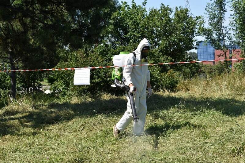 В Симферополе продолжается борьба с амброзией