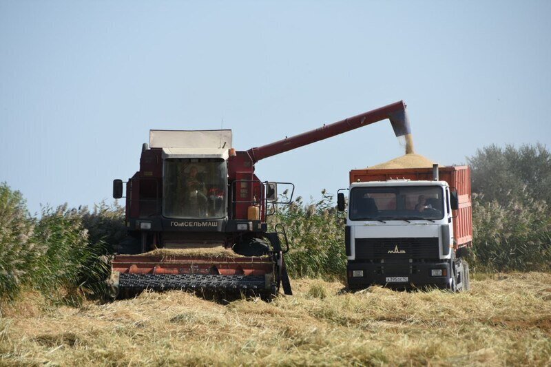 Крымские аграрии собирают урожай риса на площади более 340 гектаров