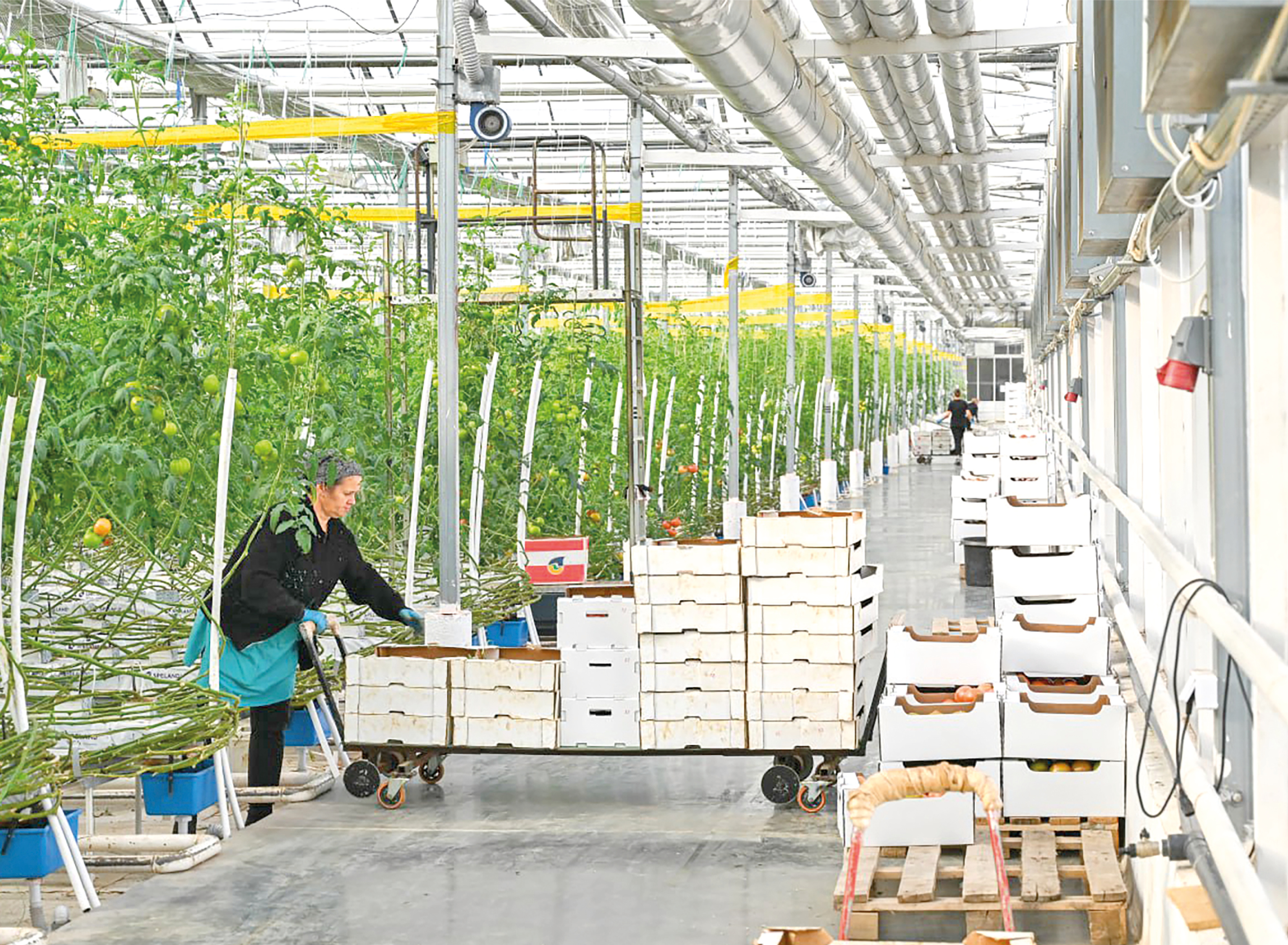 Новые сорта, умные технологии и поддержка местных производителей: как развивается АПК Крыма