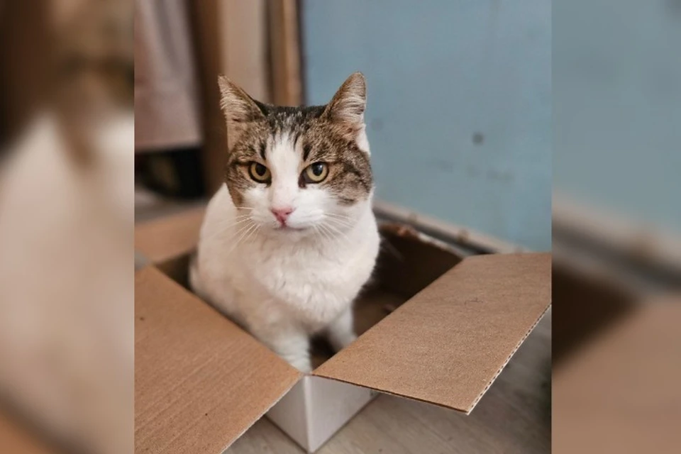 У Муси из «Ласточкиного гнезда» были осложнения: крымские ветеринары рассказали о состоянии кошки