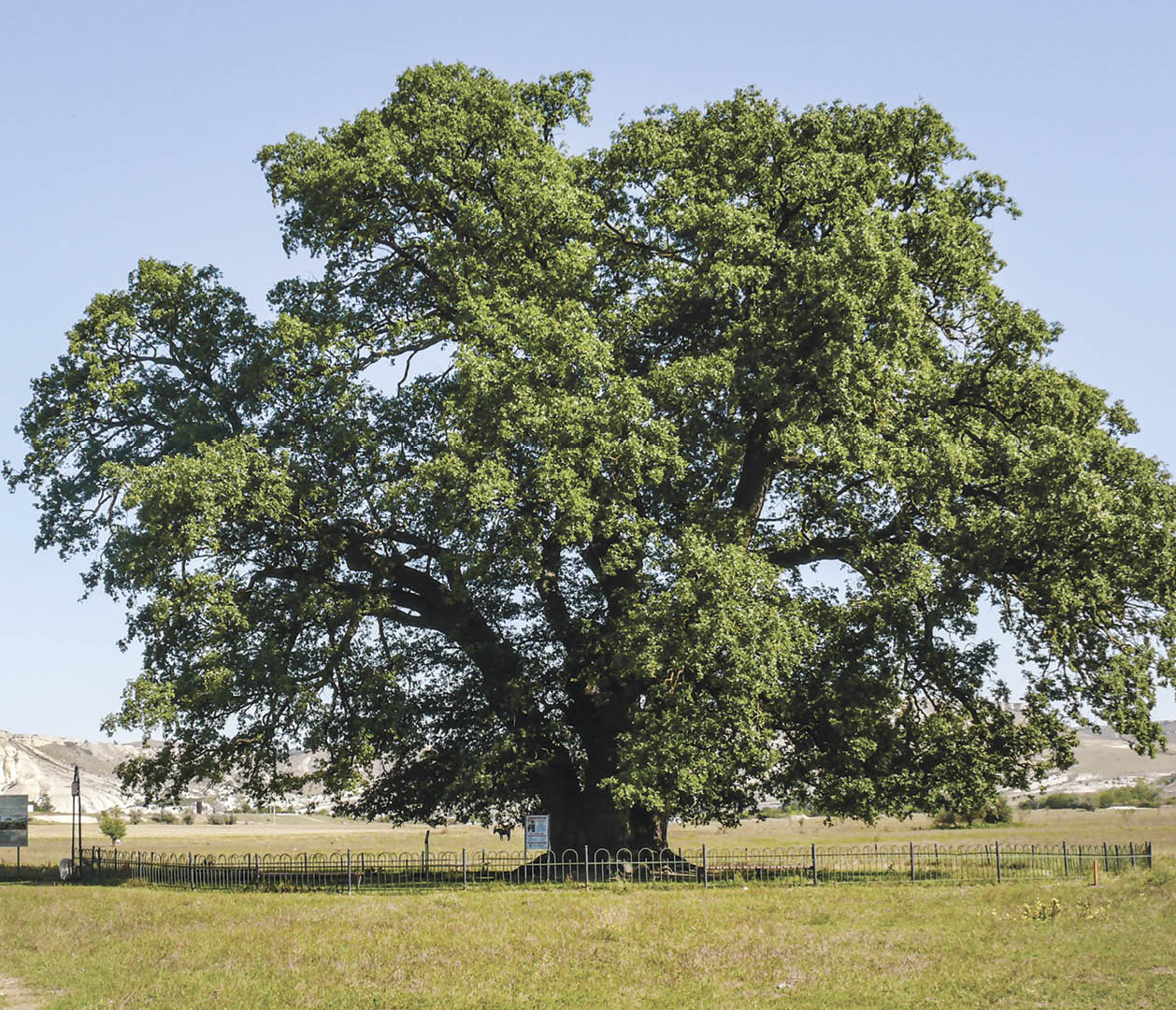 Легенды и история Суворовского дуба в Белогорском районе Крыма