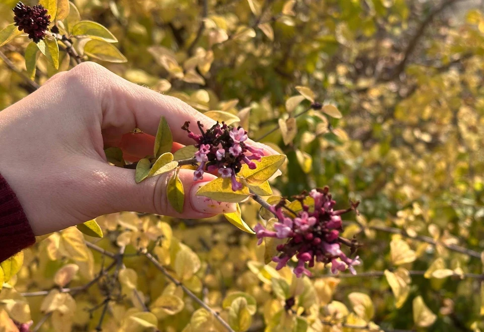 В Симферополе зацвела сирень: с чем это связано