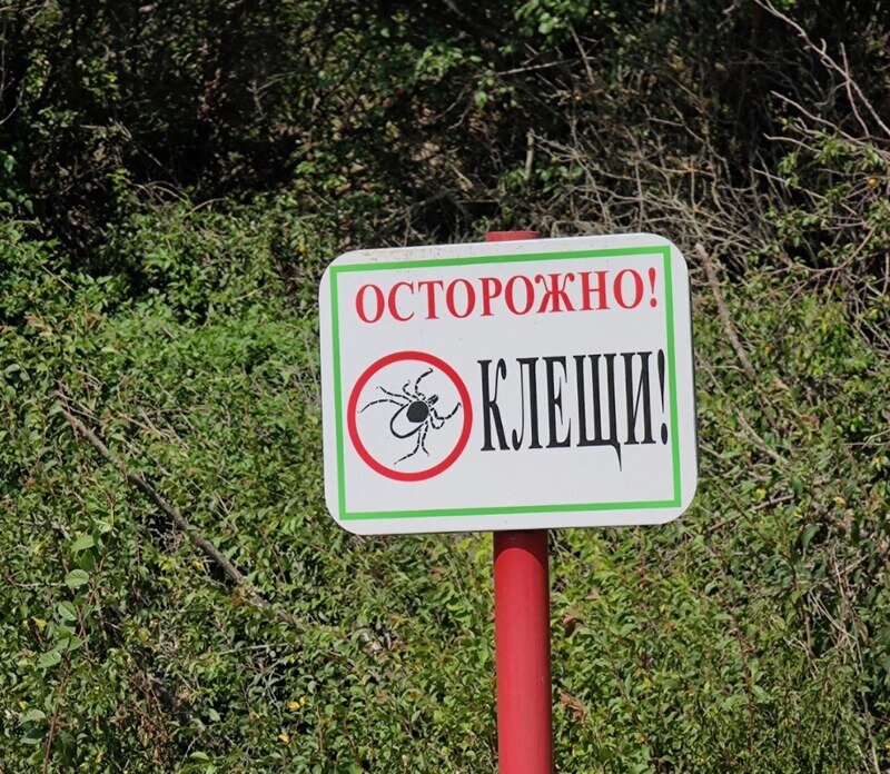 Горячую линию по вопросам укусов клещей запускают в Крыму