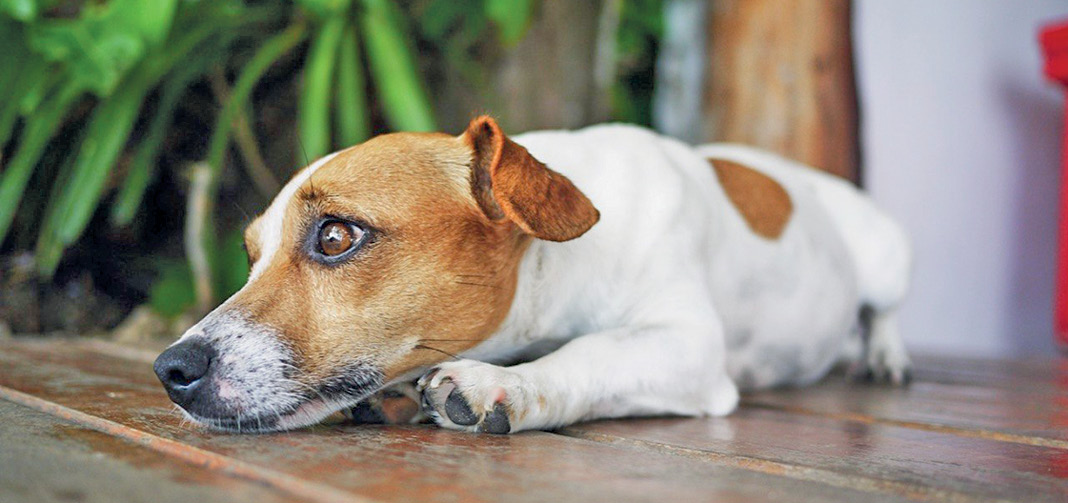 Может ли у собак быть депрессия и как её распознать