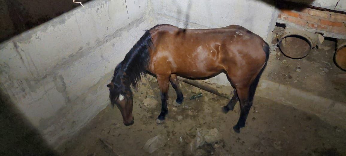 Крымские спасатели вытащили лошадь из ямы глубиной 4 метра