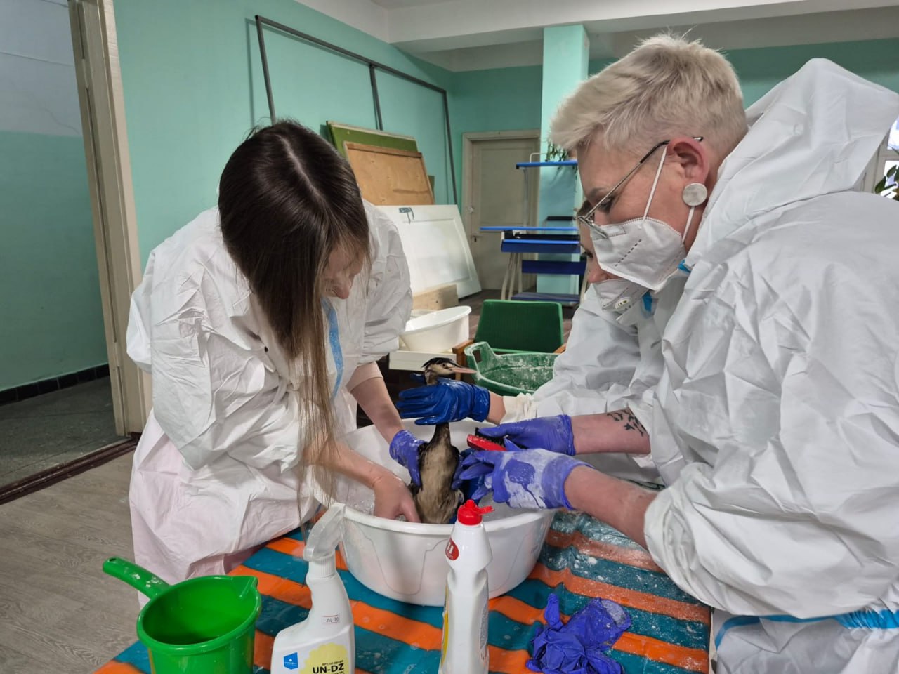 В Ялте открыли ещë один пункт помощи птицам, пострадавшим от разлива мазута в Керченском проливе