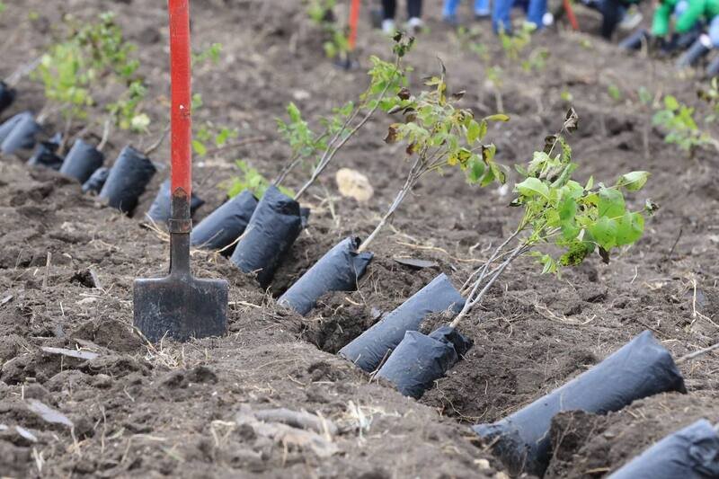 В Крыму стартовала Всероссийская акция «Лес Победы»