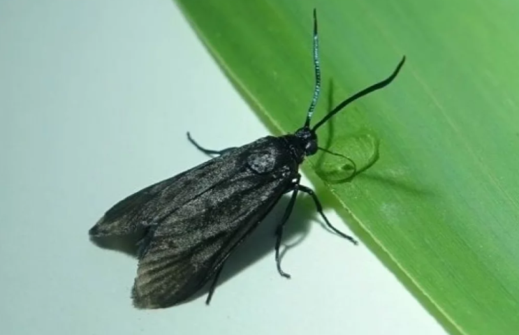 В Крыму расшифровали структуру феромона опасного вредителя бамбука