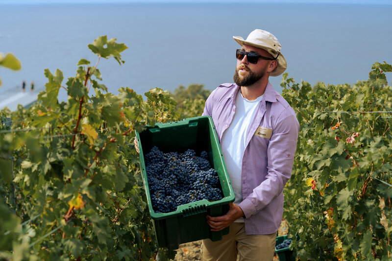 В Winepark пройдет масштабный фестиваль сбора винограда