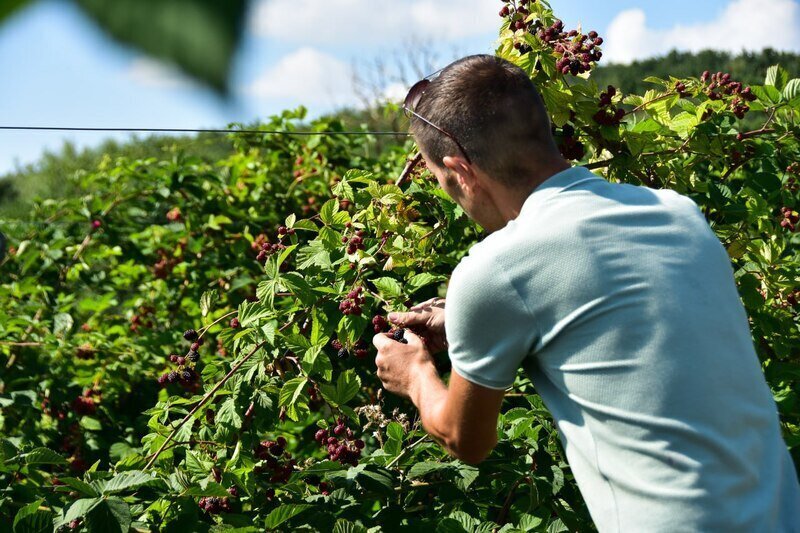 "Дачная амнистия": как по упрощенной схеме оформить участок