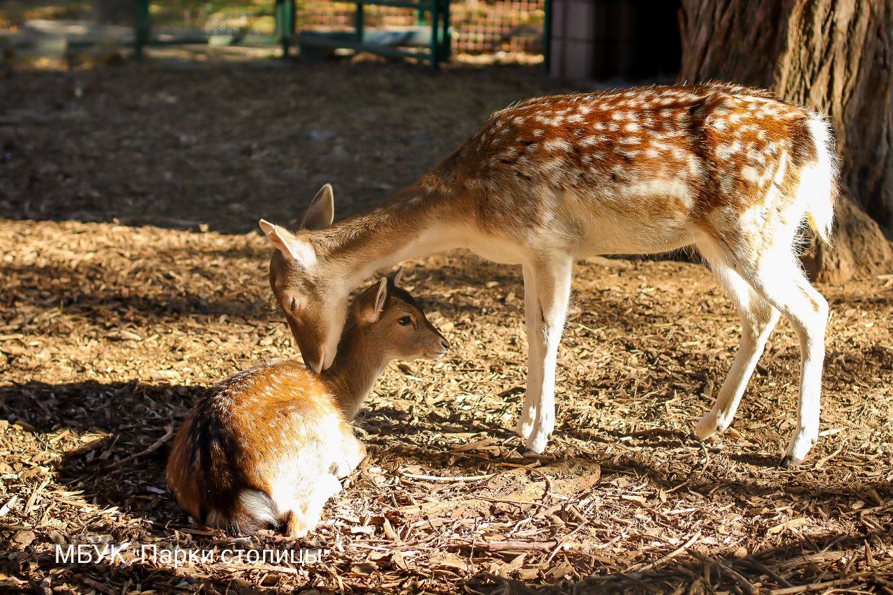 Тёплые вольеры и новое меню: симферопольский зооуголок готовят к зиме