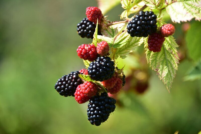 Чёрная ягода: как в Крыму собирают ежевику