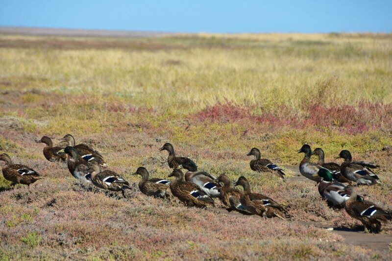 На севере Крыма выпустили в естественную среду диких уток