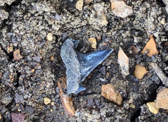 В Белогорском районе нашли останки древней акулы