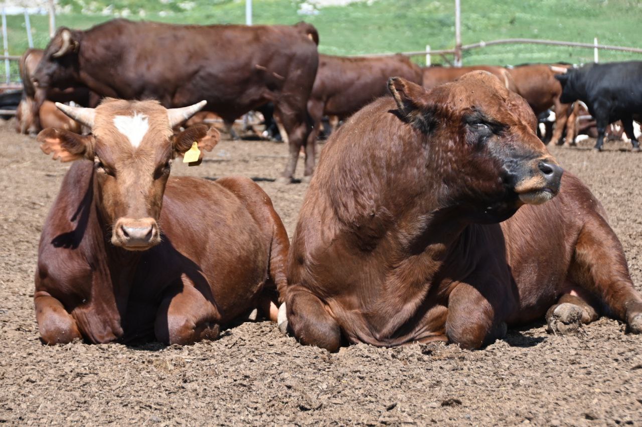 В Крыму разводят уникальную породу коров Лимузин - фоторепортаж