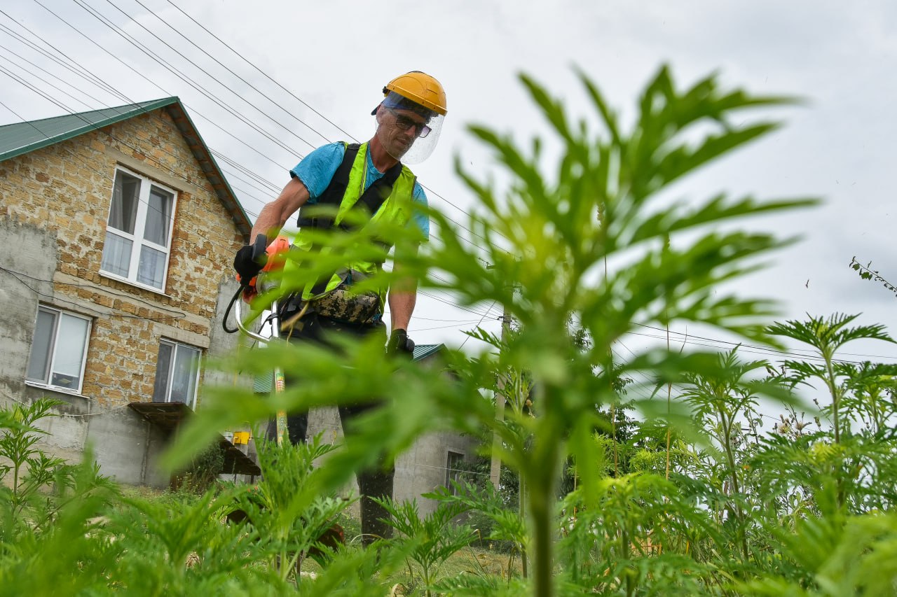 В Симферополе началась охота на амброзию: как жители города могут помочь уничтожить опасный сорняк