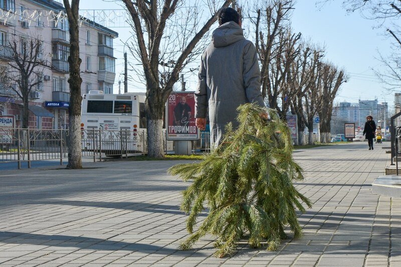 В первый день акции Ёлковорот крымчане сдали больше 600 новогодних деревьев 