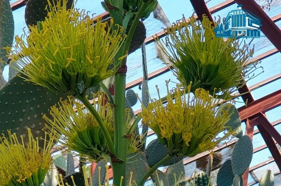 Ждали 15 лет: редкая агава зацвела в Крыму