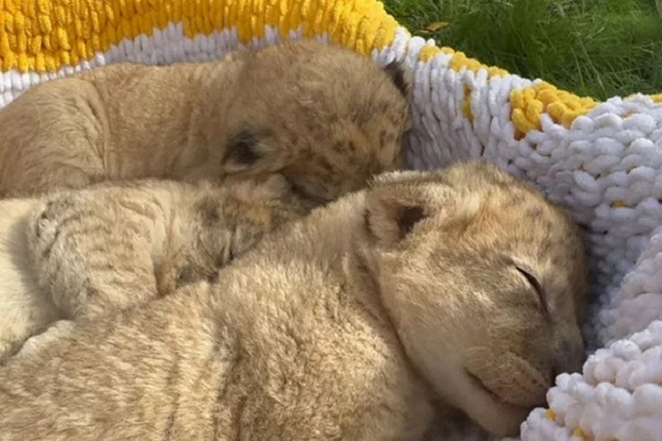 В крымском сафари-парке на свет появились три львёнка