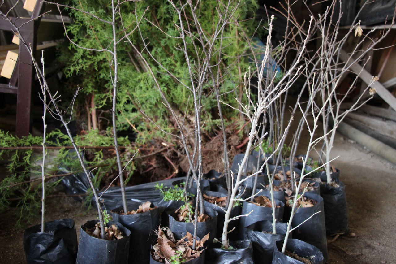 В Керчи высадят более 3000 деревьев и кустарников 