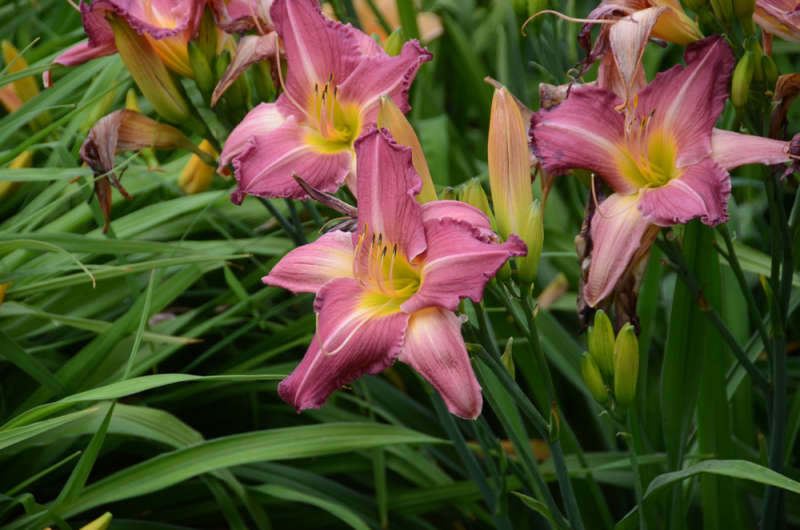 В Никитском ботаническом саду пройдёт карнавал лилейников