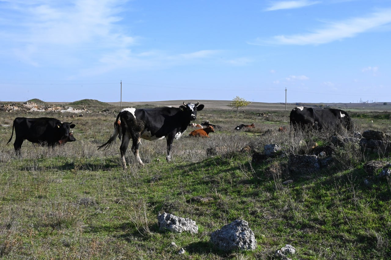Негде пасти своих коров: могут ли жителям села не разрешать выпасать скот на земле муниципалитета