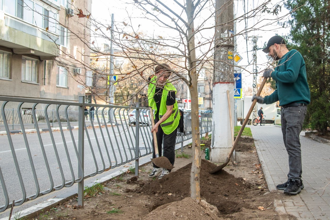 В Симферополе высадят клёны, липы и сливы
