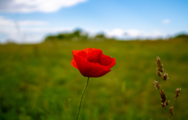 Крымские полицейские проведут антинаркотическую акцию "Мак-2025"